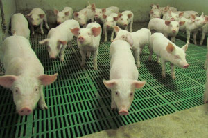Pomoc finansowa nie może dyskryminować rolników ze względu na pochodzenie chowanych świń