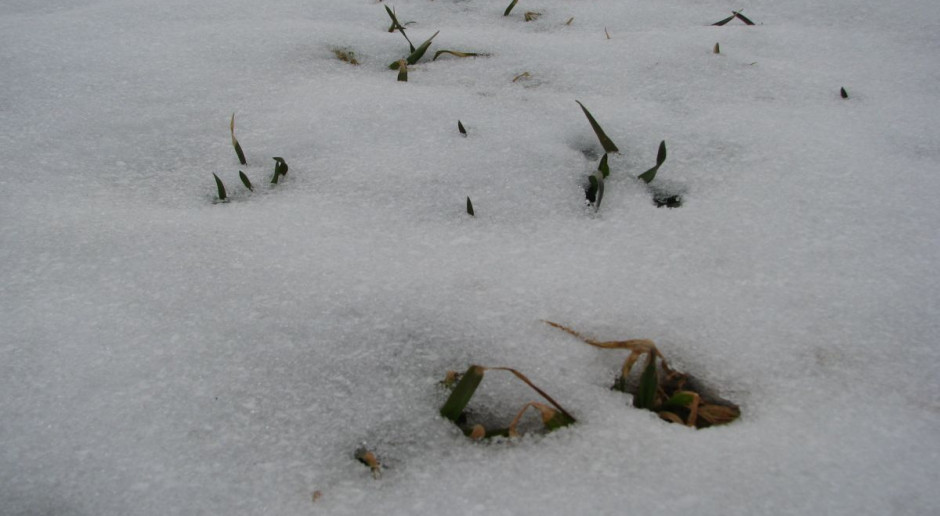 Oziminy są pod śniegiem, fot. MT Groźne może być ruszenie wegetacji na co najmniej 10 dni – na razie bez paniki