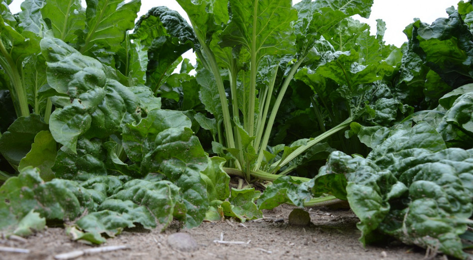 Produkcja cukru najniższa od 40 lat