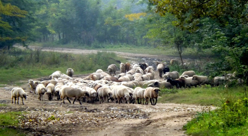 Rok 2015 był w miarę dobry dla polskich producentów żywca baraniego ze względu na wzrost cen skupu (Fot. pixabay.com) IERiGŻ-PIB: 2015 r. lepszy rok dla producentów żywca baraniego