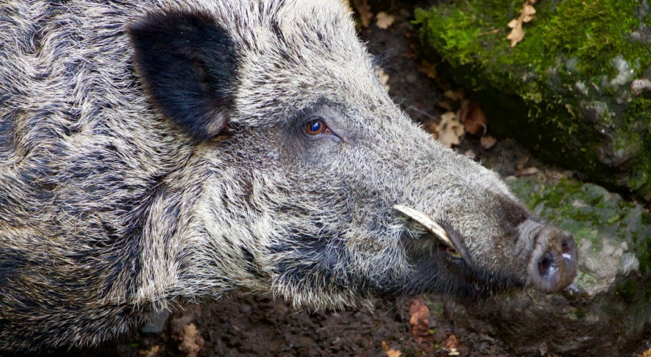 Właściciele i posiadacze gruntów rolnych oraz dzierżawcy lub zarządcy obwodu łowieckiego będą mogli wnieść zastrzeżenia do protokołu ws. odszkodowania. Fot. pixabay PiS chce korzystnych dla rolników zmian w odszkodowaniach łowieckich