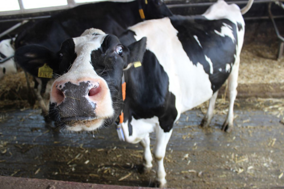 W Szkocji spada liczba gospodarstw produkujących mleko, mimo to powiększa się pogłowie krów mlecznych. Fot. Łukasz Głuchowski