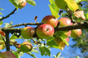 USA ułatwią import jabłek i gruszek z 8 krajów UE