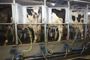 Dalsze spadki cen produktów mleczarskich