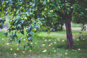 USA: Postęp w otwarciu amerykańskiego rynku dla polskich jabłek