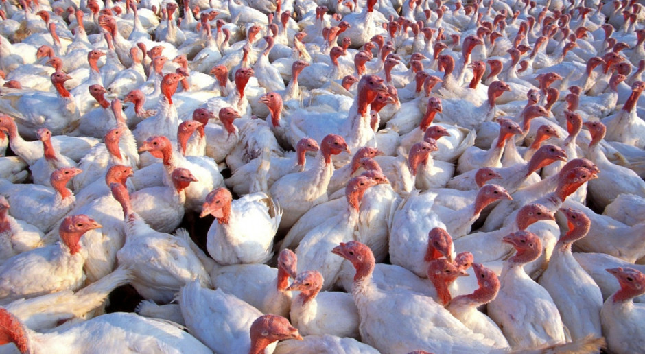 60 tys. indyków poddano ubojowi po stwierdzeniu przypadków ptasiej grypy w Indianie. Fot. pixabay USA: Atakuje ptasia grypa H7N8