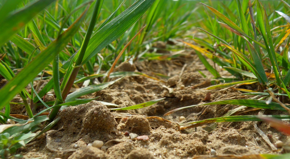 Zboża muszą być zaopatrzone w dostateczną ilość: miedzi, cynku, manganu. Fot Katarzyna Szulc Objawy niedoborów poszczególnych mikroelementów