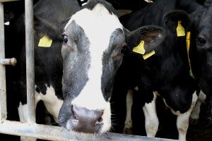 Nowy indeks hodowlany do walki z gruźlicą bydła