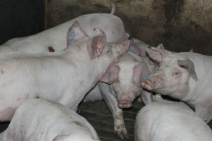 Podłoże występowania kanibalizmu wśród świń
