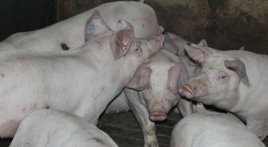 Kanibalizm oprócz tego, że powoduje silny ból oraz dyskomfort psychiczny u zwierząt. fot. farmer.pl Podłoże występowania kanibalizmu wśród świń