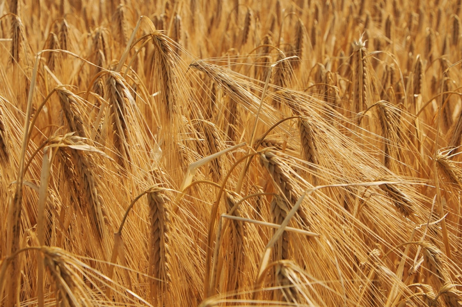 Zainteresowanie zakupem pszenicy na giełdach krajowych  było niewielkie (Fot. pixabay.com)
