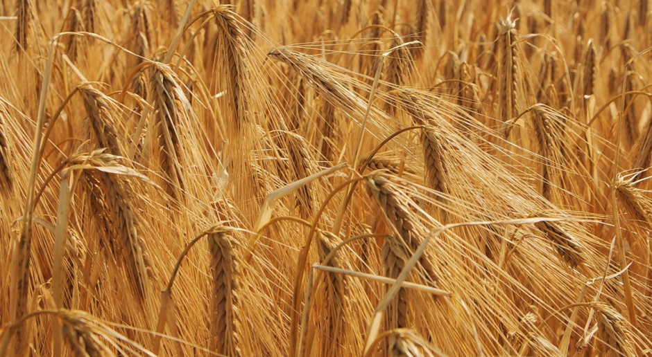 Zainteresowanie zakupem pszenicy na giełdach krajowych było niewielkie (Fot. pixabay.com) Giełdy krajowe: Więcej sprzedających niż kupujących zboża