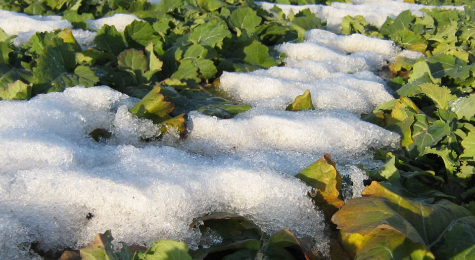 Produkcja rzepaku na Ukrainie ma się zmniejszyć, fot. MT Mniej rzepaku na Ukrainie