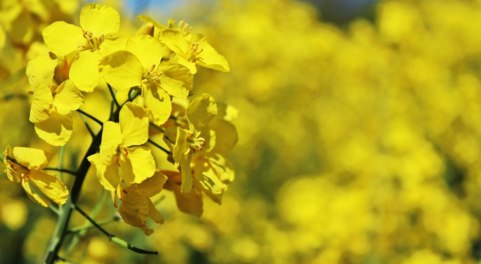 Początek tygodnia był umiarkowanie optymistyczny na światowym rynku oleistych. Ceny wszystkich kontraktów zyskały na wartości, jednak rzepak i canola dość symbolicznie. Fot. pixabay Minimalny wzrost ceny rzepaku