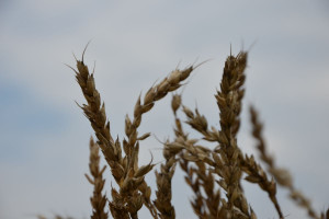 Wzrost kosztów produkcji pszenicy o 418-1046 zł/ha? 