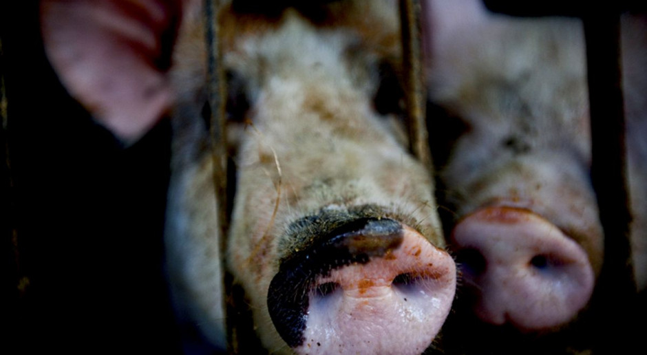 Wirus świńskiej grypy H1N1 wywołał pandemię grypy w czerwcu 2009 r. Pojawił się najpierw Meksyku i Stanach Zjednoczonych, a potem przeniósł się m.in. do Europy. Fot. pixabay Wirus świńskiej grypy na Ukrainie nie jest zaskoczeniem