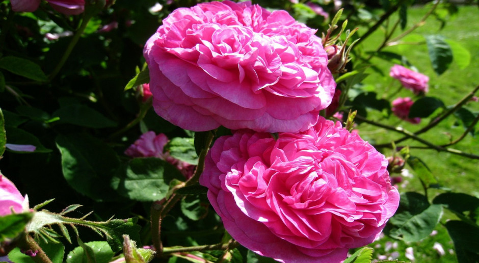 W ofercie ZIEMOVIT są również nawozy do róż. Fot. pixabay CIECH SA wzbogaca portfolio o markę w kategorii Home & Garden