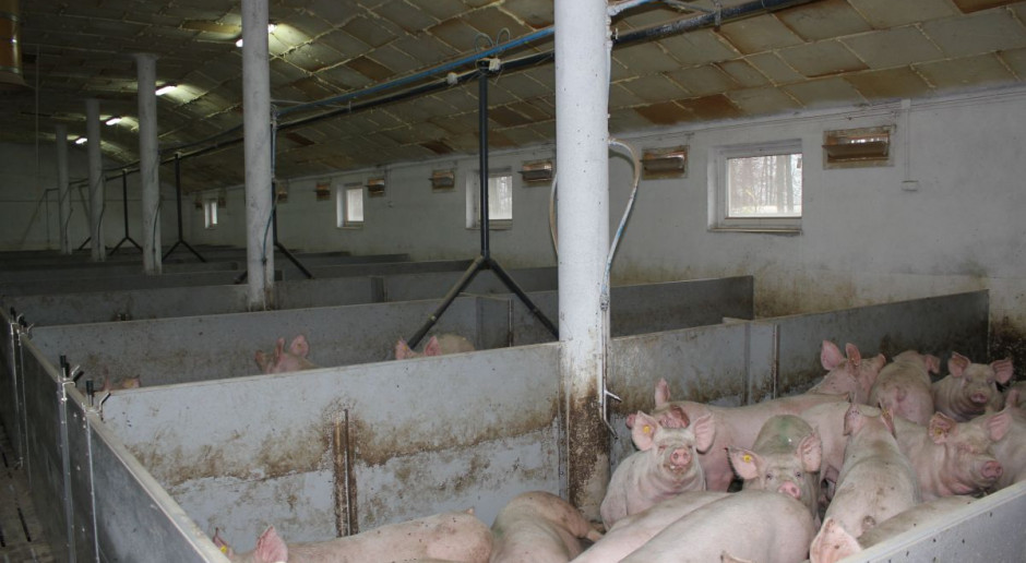Produkcja zwierzęca, głównie ze względu na dużą ilość produkowanych gazów może stanowić szkodliwy bodziec dla osób pracujących w chlewniach. fot. id Praca w chlewni a zdrowie człowieka