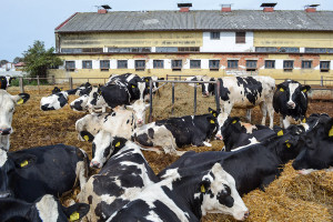 Żywienie i odchów jałówek w stadach bydła mlecznego