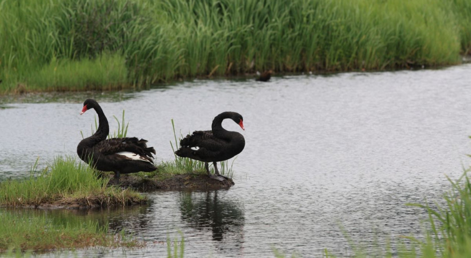2 lutego 2016 r. mija 45 lat od podpisania w irańskiej miejscowości Ramsar "Konwencji o obszarach wodno-błotnych o międzynarodowym znaczeniu, zwłaszcza jako środowisko życiowe ptactwa wodnego", potocznie nazywanej Konwencją Ramsarską. Fot. pixabay Światowy Dzień Mokradeł - terenów istotnych w zrównoważonym rozwoju