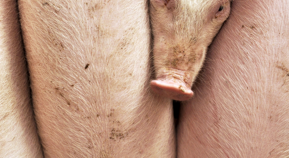 W ostatnim tygodniu w większości zakładów ceny skupu swiń nie zmieniły się. Fot. A. Królak Podwyżki cen skupu świń wyhamowały