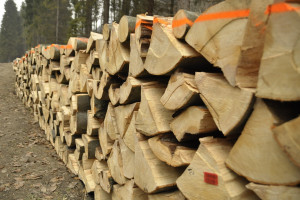 Leśnicy sprzedali najcenniejsze drewno