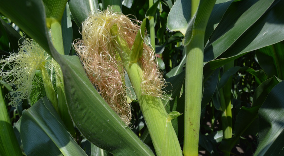 KE: Wycofanie z obrotu odmian kukurydzy GMO