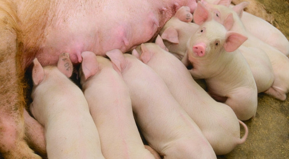 Branża mięsna nie godzi się na powszechne stosowanie określenia nazwy wirusa „świńskiej grypy”dla wirusa A/H1N1. fot. Shutterstock Protestują przeciwko używaniu nazwy „świńska grypa”