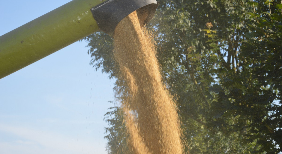 FAO: Najnowsza prognoza zużycia i zapasów zbóż