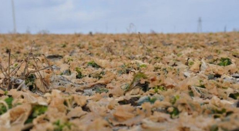Tak wyglądały często plantacje rzepaku w 2012 r., czy sytuacja się powtórzy? Fot. farmer.pl Apelują o szybką ocenę stanu upraw – co gdy trzeba będzie je przyorać?