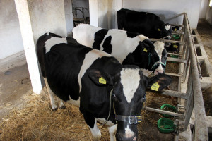 Niebawem ruszy nabór wniosków o wparcie dla producentów mleka i trzody