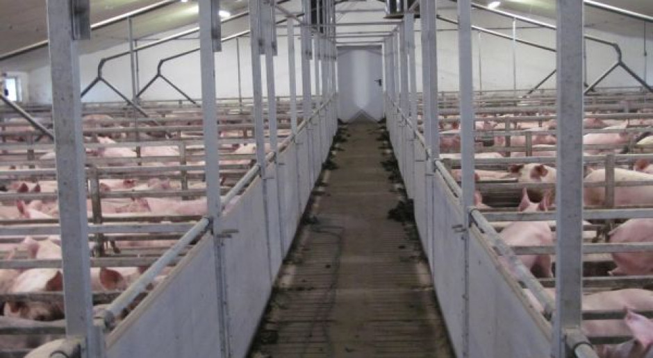 Właściwe oświetlenie chlewni jest niezbędne do osiągnięcia zadowalających wyników produkcji (fot. BW) Ile światła potrzebują świnie?