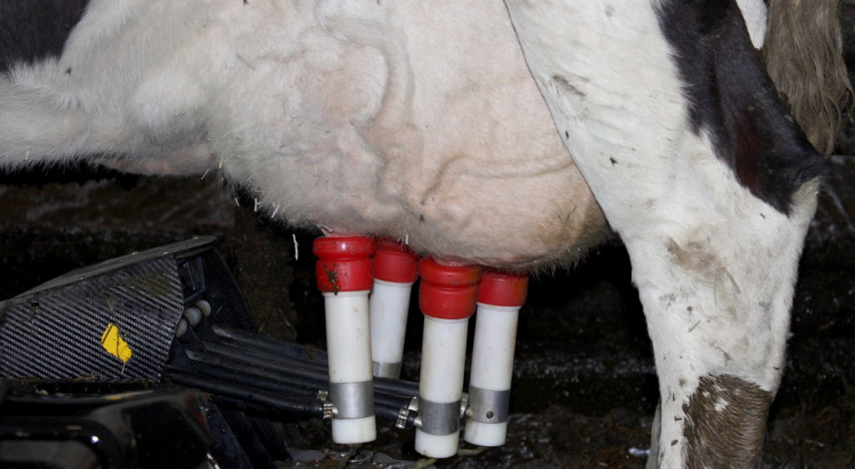 Panujące obecnie warunki nie sprzyjają wzrostowi produkcji mleka, fot.Ł.Ch. Spadek światowej produkcji mleka