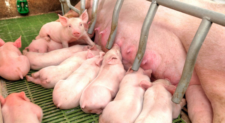 Według KZP-PTCH odbudowa pogłowia loch w Polsce jest jeszcze możliwa. fot. Shutterstock Odbudowa pogłowia macior - możliwa w oparciu o duże gospodarstwa
