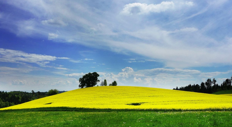 Wtorkowy raport USDA na temat m.in. światowego bilansu oleistych nie przyniósł istotnych zmian. Fot. pixabay Rzepak ponownie tańszy