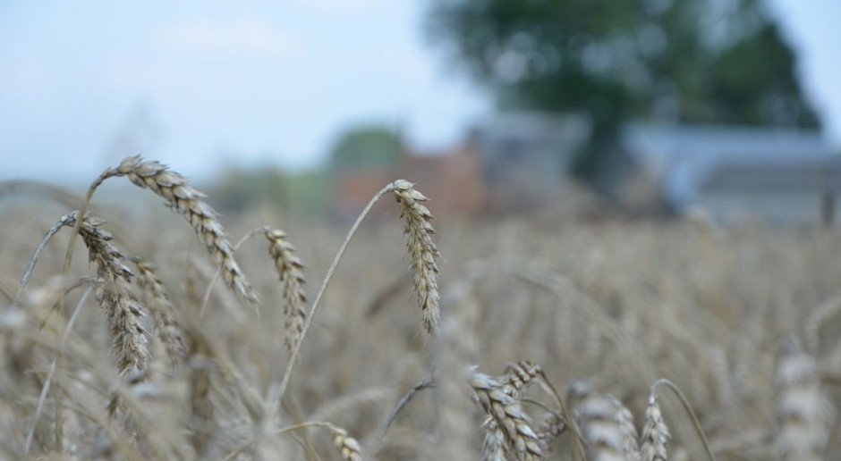70 proc. powierzchni zasiewów zajmują nadal zboża, fot. MT GUS: 70 proc. powierzchni zasiewów zajmują nadal zboża