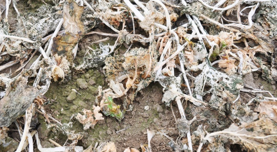 Rzepakowi grożą jeszcze wymarznięcia (Fot.farmer.pl) Copa-Cogeca o zbożach i rzepaku