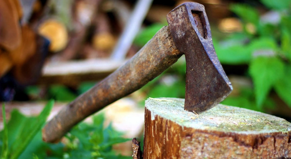 Na wycięcie drzewa potrzebne jest zezwolenie; Fot. pixabay Czy na prywatnej działce można będzie bez zezwolenia usuwać drzewa?