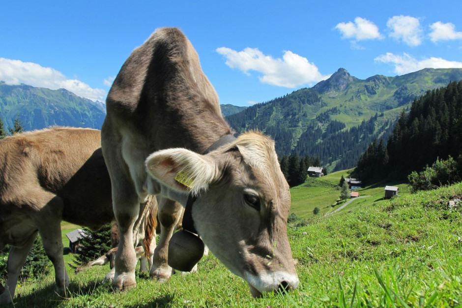We Francji potwierdzono przypadek brucelozy u bydła, fot. pixabay