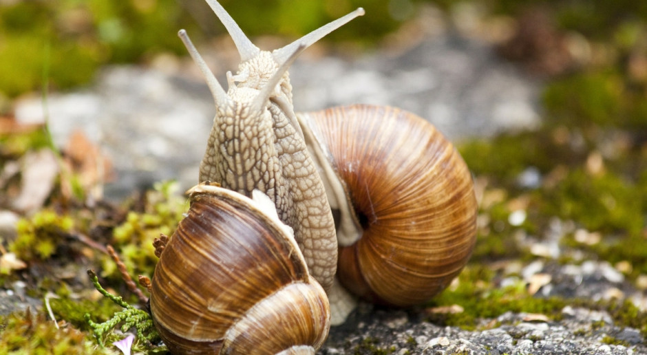 fot. Pixabay W tym roku na Warmii i Mazurach nie będzie zbioru ślimaków winniczków