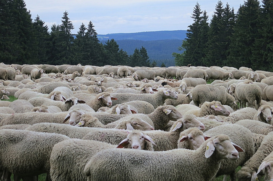 Pogłowie owiec w Polsce w grudniu 2015 r. było o 6,9 proc. wyższe niż rok wcześniej. Fot. pixabay