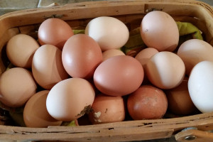 Dioksyny w jajach… niekoniecznie ekologicznych