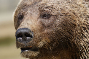 Bieszczady: Owoce w międzyleśnych sadach przysmakiem dla niedźwiedzi