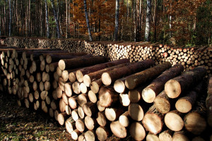 Lasy Państwowe: Nie mamy wpływu na to, co się dzieje z sprzedanym drewnem
