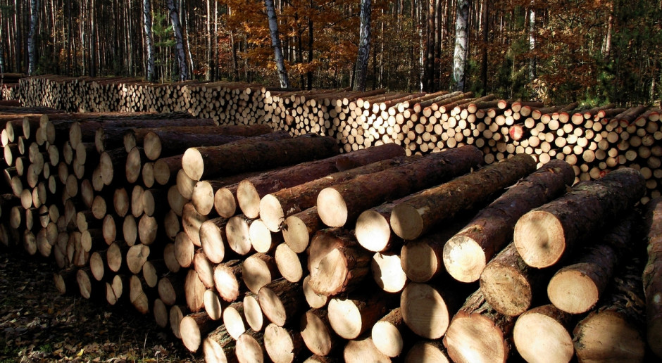  Podkarpacie: Leśnicy zadowoleni z przetargu na sprzedaż drewna