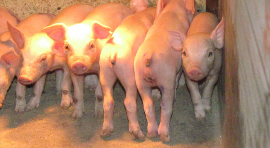 Zdaniem rolnika, program wsprarcia jest krzywdzący dla producentów prosiąt (fot, BW) Rolnik: Program wsparcia dyskryminuje producentów prosiąt