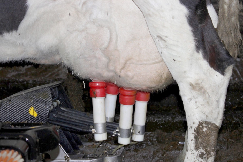 Kolejne obniżki cen mleka pogarszają i tak już trudną sytuację producentów. Fot. Ł.Chmielewski