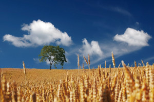 Kazachstan w sezonie 2015/2016 wyeksportuje więcej zbóż