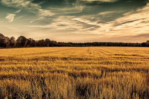 Strategie Grains podnosi prognozę eksportu pszenicy z UE w sezonie 2016/2017