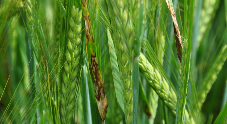 Fot. W. Konieczny Nowości produktowe firmy Syngenta